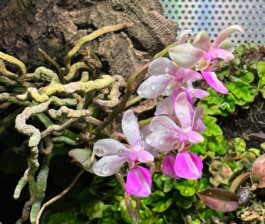 Phalaenopsis-Little-Tenderness orchidaceae.xyz