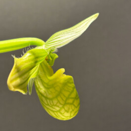 orchidaceae.xyz