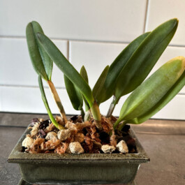 orchidaceae.xyz