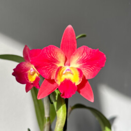 Sophrolaeliocattleya Cosmic Delight orchidaceae.xyz