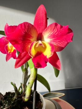 Sophrolaeliocattleya Cosmic Delight orchidaceae.xyz