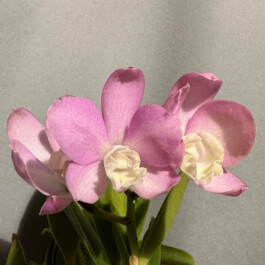 Cattlianthe-Chian-Tzy-Angel-Land-CT-Mesha orchidaceae.xyz