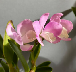 Cattlianthe-Chian-Tzy-Angel-Land-CT-Mesha orchidaceae.xyz