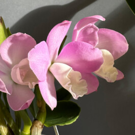 Cattlianthe-Chian-Tzy-Angel-Land-CT-Mesha orchidaceae.xyz