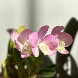 Cattlianthe-Chian-Tzy-Angel-Land-CT-Mesha orchidaceae.xyz