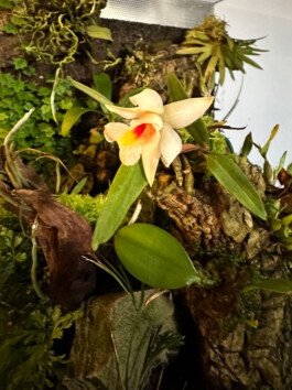 Dendrobium margaritaceum orchidaceae.xyz