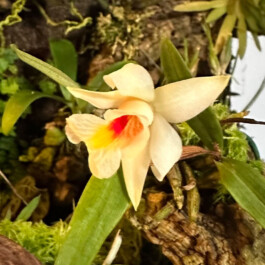 Dendrobium margaritaceum orchidaceae.xyz