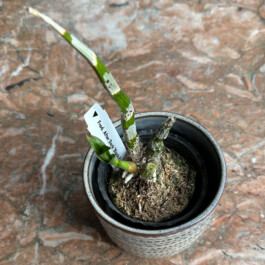 orchidaceae.xyz