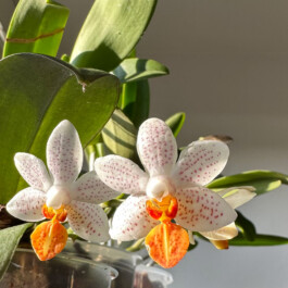 Phalaenopsis-Mini-Mark orchidaceae.xyz