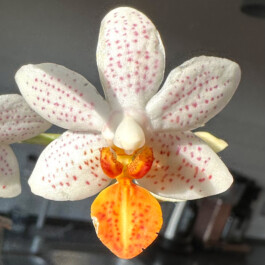 Phalaenopsis-Mini-Mark orchidaceae.xyz