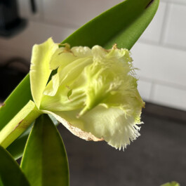 orchidaceae.xyz