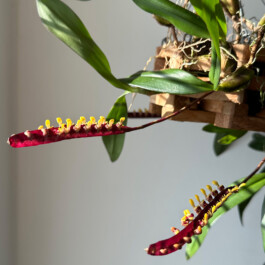 Bulbuphyllum falcatum orchidaceae.xyz