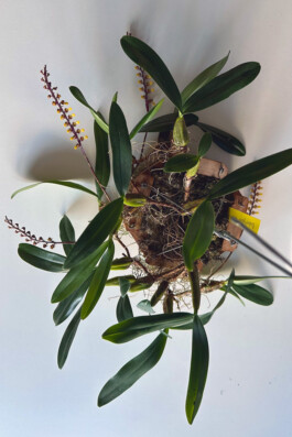 Bulbuphyllum falcatum orchidaceae.xyz