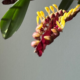 Bulbuphyllum falcatum orchidaceae.xyz