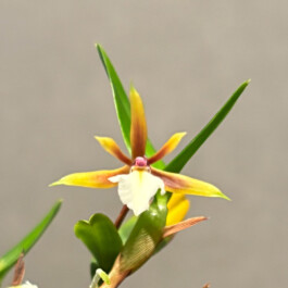 orchidaceae.xyz