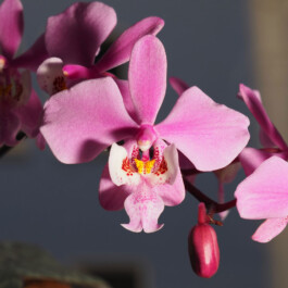 orchidaceae.xyz