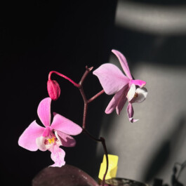 Phalaenopsis schilleriana orchidaceae.xyz