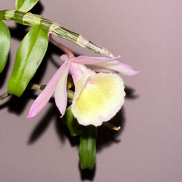 Dendrobium primulinum orchidaceae.xyz