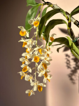 Dendrobium thyrsiflorum orchidaceae.xyz