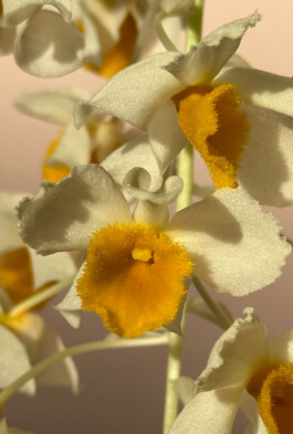 Dendrobium thyrsiflorum orchidaceae.xyz