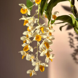 Dendrobium thyrsiflorum orchidaceae.xyz