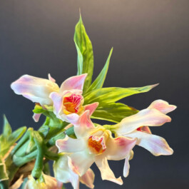 orchidaceae.xyz