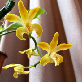 Chysis orchidaceae.xyz