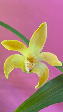 Chysis orchidaceae.xyz