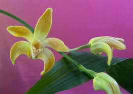 Chysis orchidaceae.xyz