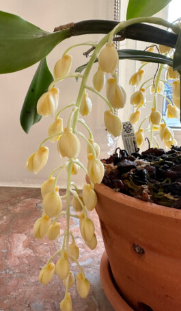 Dendrobium densiflorum orchidaceae.xyz