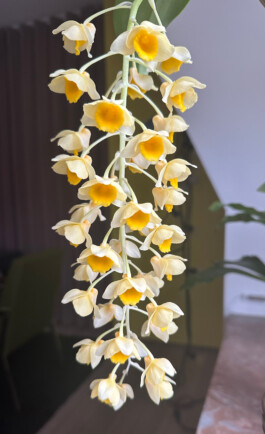 Dendrobium densiflorum orchidaceae.xyz