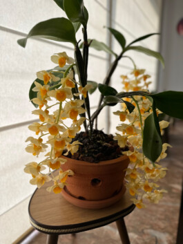 Dendrobium densiflorum orchidaceae.xyz