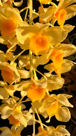 Dendrobium densiflorum orchidaceae.xyz