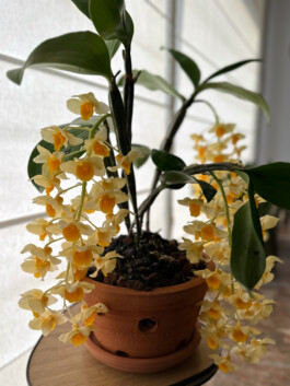 Dendrobium densiflorum orchidaceae.xyz