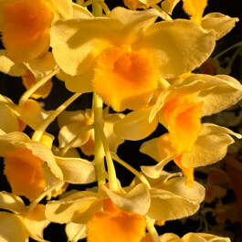 Dendrobium densiflorum orchidaceae.xyz