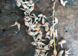 Dendrobium densiflorum orchidaceae.xyz