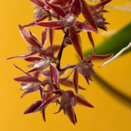 orchidaceae.xyz