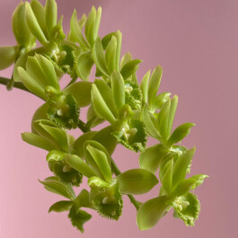 orchidaceae.xyz