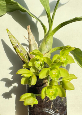 Clowesetum Jumbo Circ Green orchidaceae.xyz