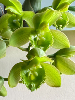 Clowesetum Jumbo Circ Green orchidaceae.xyz