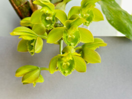 Clowesetum Jumbo Circ Green orchidaceae.xyz