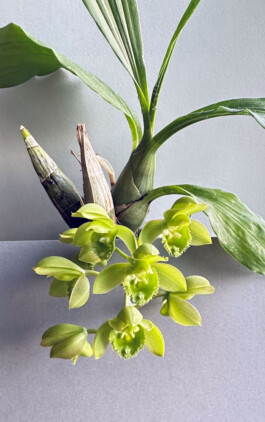 Clowesetum Jumbo Circ Green orchidaceae.xyz