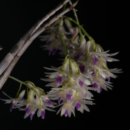 orchidaceae.xyz