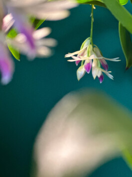Dendrobium amethystoglossum orchidaceae.xyz
