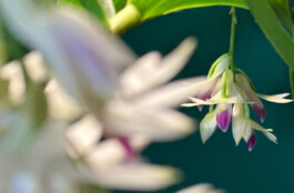 Dendrobium amethystoglossum orchidaceae.xyz