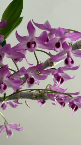  orchidaceae.xyz