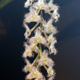 orchidaceae.xyz