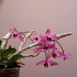 Dendrobium parishii orchidaceae.xyz
