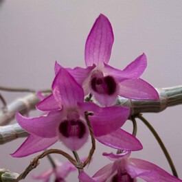 Dendrobium parishii orchidaceae.xyz