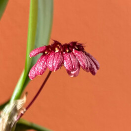 Bulbophyllum corolliferum orchidaceae.xyz